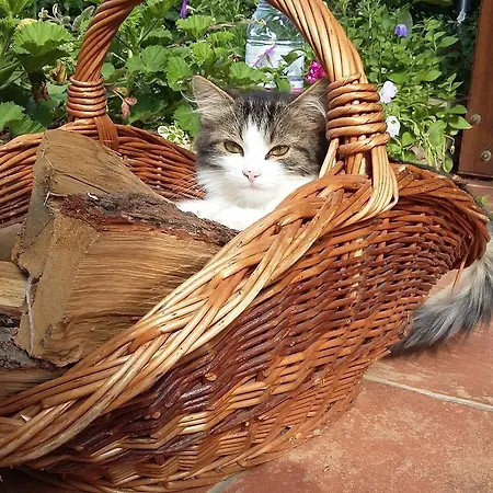 蒂蒂家庭公寓 * Bük