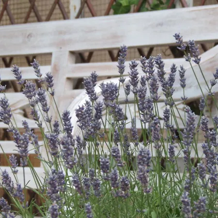 Tatil Evi Titi Family Bük